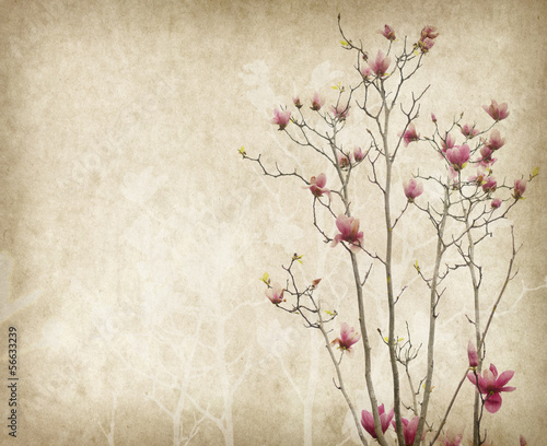 kwiat-magnolii-z-starodawnym-zabytkowe-tlo-papieru