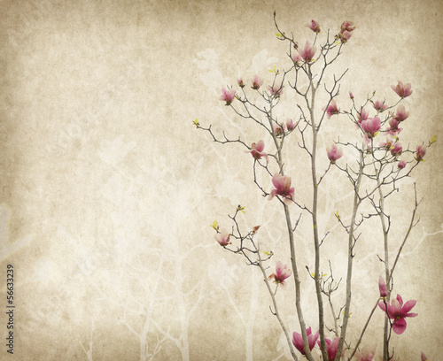 Naklejka na meble magnolia flower with Old antique vintage paper background