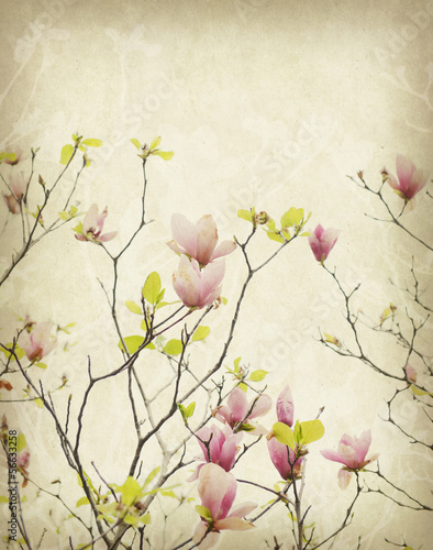 kwiat-magnolii-z-stary-antyczne-tlo-wzor-papieru