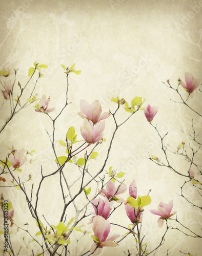 Fototapeta na wymiar magnolia flower with Old antique vintage paper background