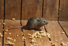 House Mouse, Mus Musculus,