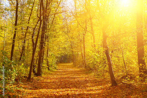 Board z aluminiowym obramowaniem Słoneczny jesienny park