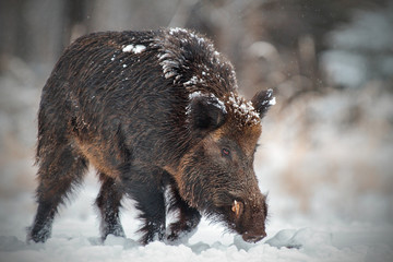 Wall Mural - Wild boar runing in snow