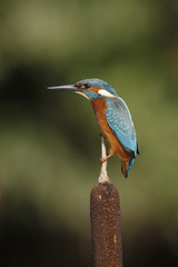 Wall Mural - European kingfisher, Alcedo atthis