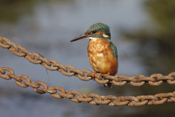 Wall Mural - European kingfisher, Alcedo atthis