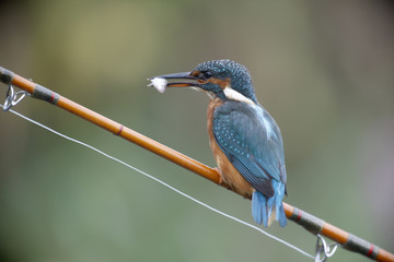 Wall Mural - European kingfisher, Alcedo atthis