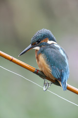 Wall Mural - European kingfisher, Alcedo atthis