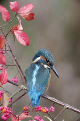 Poster - European kingfisher, Alcedo atthis