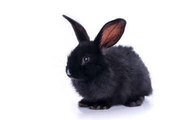 Wall Mural - close-up of cute black rabbit eating green salad