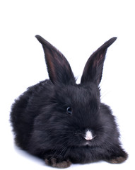 close-up of cute black rabbit eating green salad