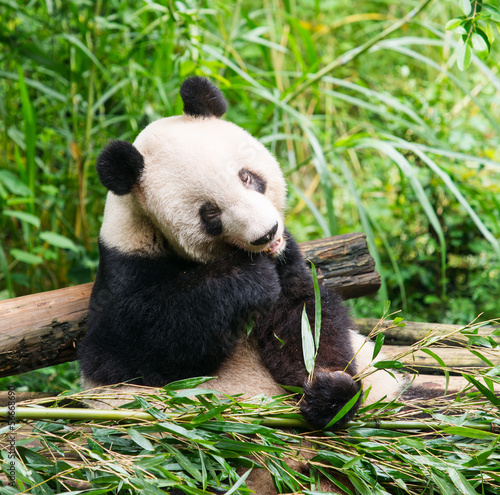 Board z aluminiowym obramowaniem Gigantyczna panda jedząca bambus