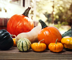 Wall Mural - Varieties of pumpkins and squashes