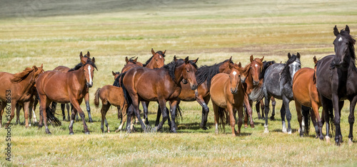 Naklejka na meble Horses at pasture