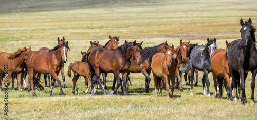 Fototapeta dla dzieci Horses at pasture