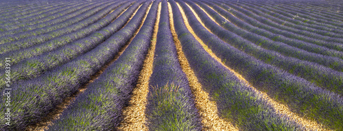 Plakat na papierze fotorealistycznym Plateau of valensole (provence), lawenda