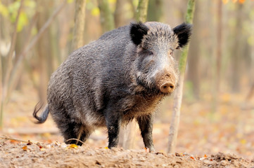 Wall Mural - wild boar in autumn forest