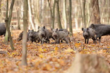 wild boar in autumn forest