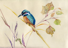 Common Kingfisher Bird