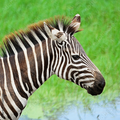 Board z aluminiowym obramowaniem Pospolita zebra