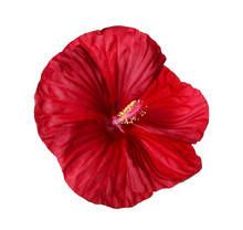 Isolated Flower Of A Deep Red Hibiscus