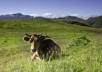 Wall Mural - Cow is resting on a background of mountain landscape