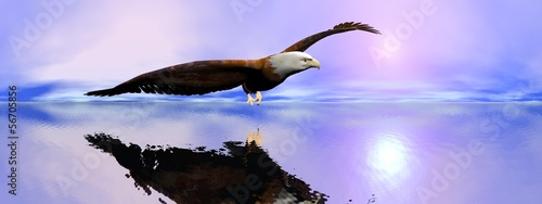 Board z aluminiowym obramowaniem American bald eagle - 3d render