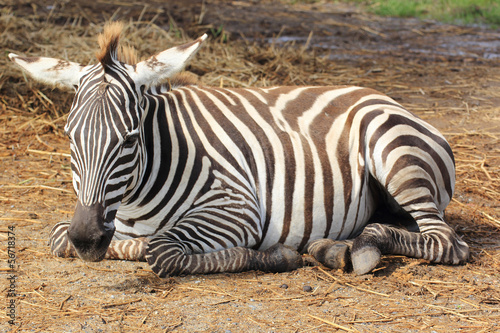 Board z aluminiowym obramowaniem Zebra śpiące na polu