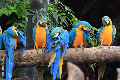 Obrazy papugi  ary