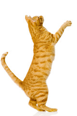 Wall Mural - playful orange cat. isolated on white background