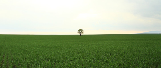 Wall Mural - Tree on green field