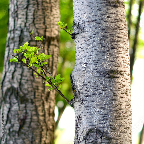 Fototapeta na wymiar birch and aspen