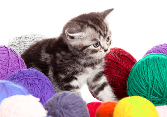 Wall Mural - kitten with balls of threads. little kitten on white background.