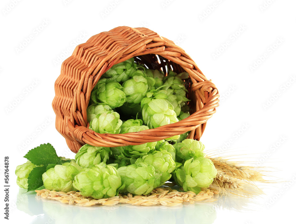 Fresh green hops in wicker basket and barley, isolated on white