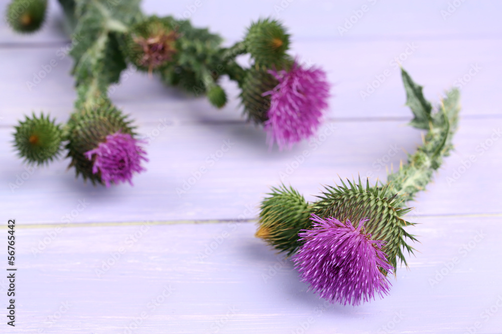 Thistle flowers on wooden background