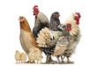Group of hens, roosters and chicks, isolated on white