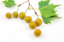 Plane Tree, Sycamore Leaves And Flowers Isolated On White