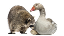 Racoon Licking The Egg Of A Domestic Goose Sitting On It