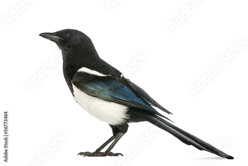 Fotografía Side view of a Common Magpie, Pica pica, isolated on white
