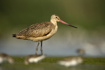 Wall Mural - Marbled godwit, Limosa fedoa