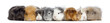 Guinea Pigs in a row, isolated on white