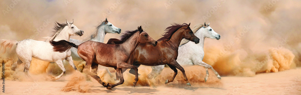 Herd gallops in the sand storm - obrazy, fototapety, plakaty 