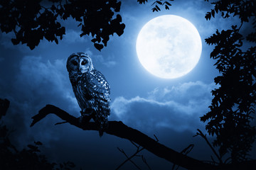 Fotobehang - owl illuminated by full moon on halloween night