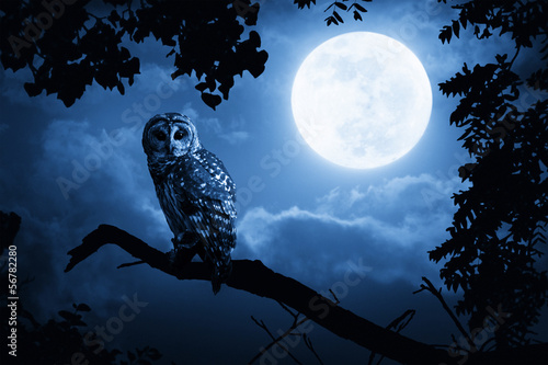 Fotomural Owl Illuminated By Full Moon On Halloween Night