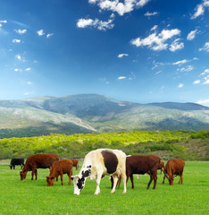 Poster - Cows on the farm field. Agricultural landscape