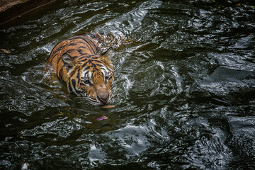 Bengal tiger