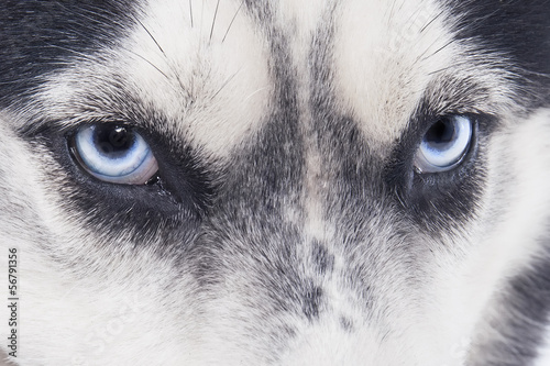 Board z aluminiowym obramowaniem Niebieskie oczy siberian husky