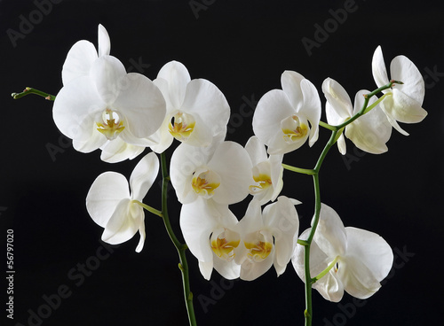 Board z aluminiowym obramowaniem Białe orchidee na czarnym tle