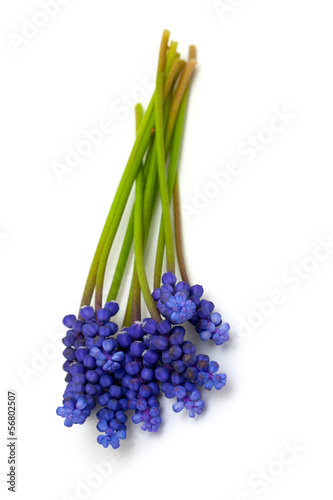 Plakat na papierze fotorealistycznym Kwiaty muscari