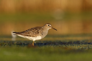 Wall Mural - Pectoral sandpiper, Calidris melanotos,