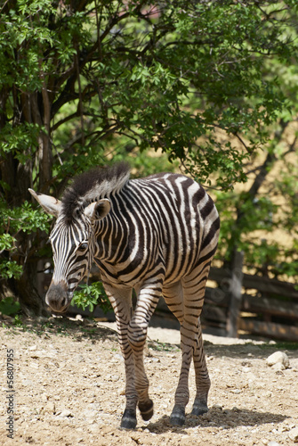 Board z aluminiowym obramowaniem Chapmans zebra